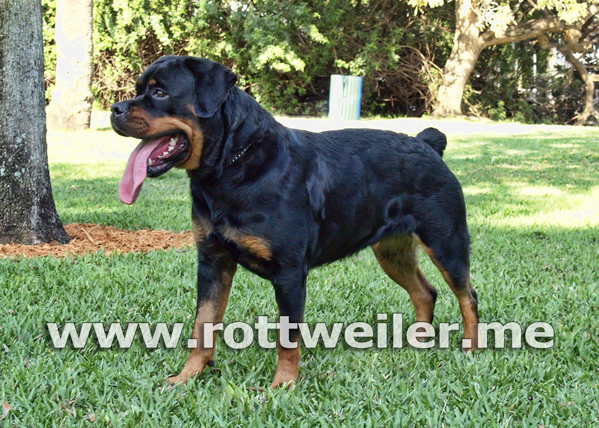 Guardian Rottweilers Amber