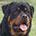 Guardian Rottweilers Polo