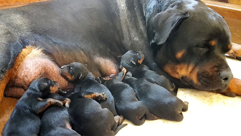 Rottweiler mom resting with puppies after a nine hour labor