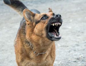 Threat Dog