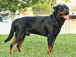 Guardian Rottweilers Bolo rottweiler male