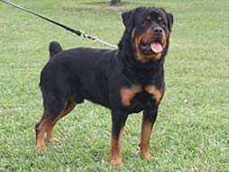 Guardian Rottweilers Behr rottweiler male