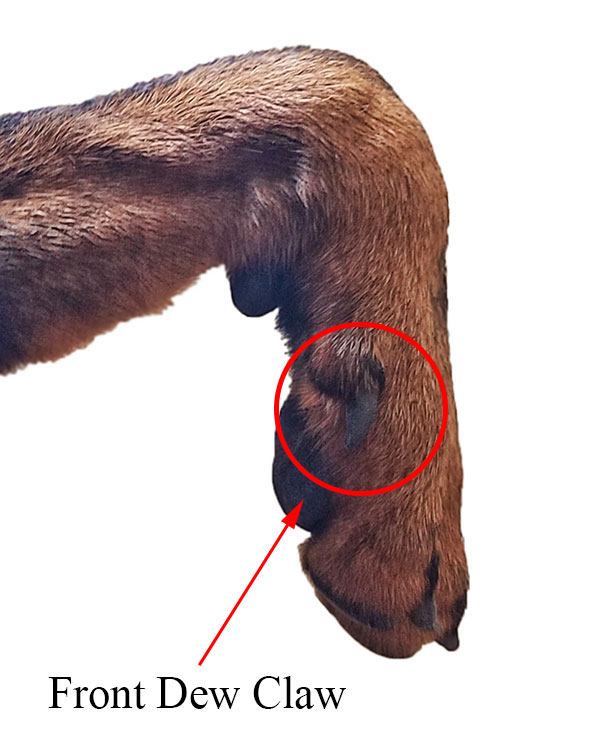 what dog breeds have double rear dew claws