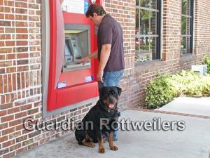 Guardian Rottweilers Rocky
