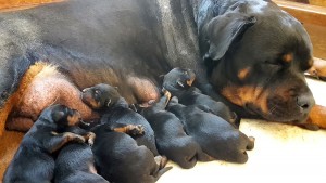 Rottweiler Mom With Puppies